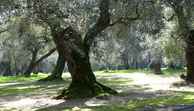 Parco Dei Paduli: Il Tesoro Secolare Della Provincia Di Lecce