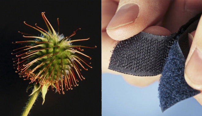 Velcro Biomimetica